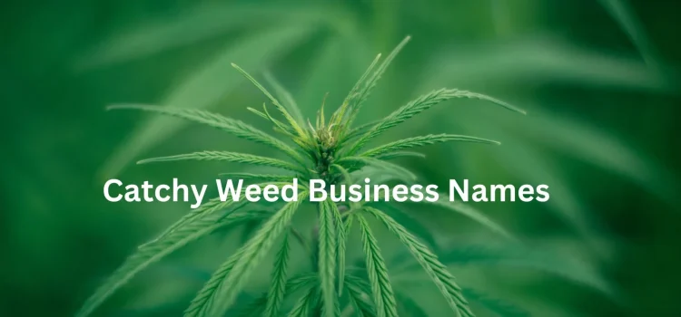 Catchy Weed Business Names Which Speak Out Euphoria For Calm