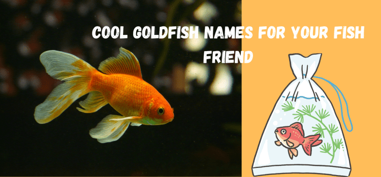 Cool goldfish names for your fish friend