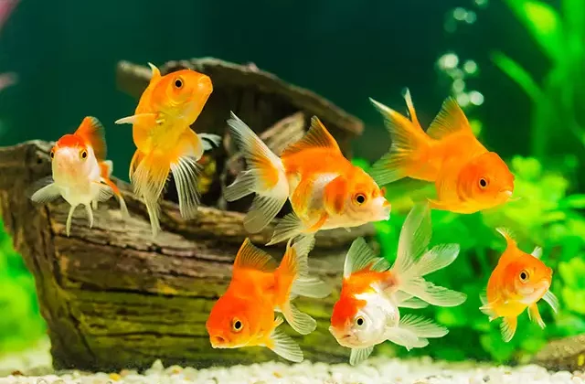 Goldfish names