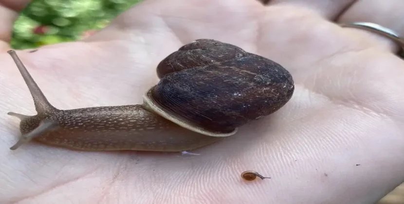 Cute pet snail names for your lazy creatures