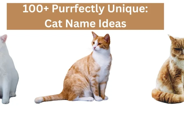 Cat Name