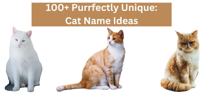 100+ Purrfectly Unique: Cat Name Ideas To Suit Every Feline