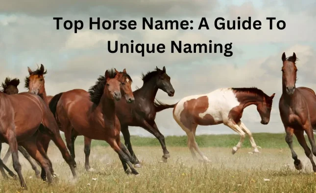 Horse Name