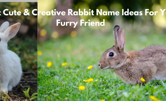 rabbit name ideas