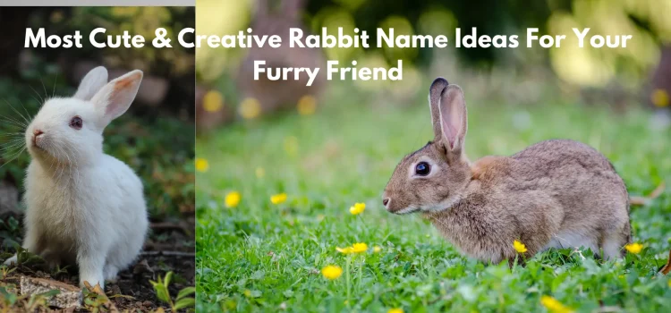 Most Cute & Creative Rabbit Name Ideas For Your Furry Friend