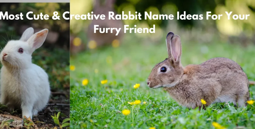 rabbit name ideas