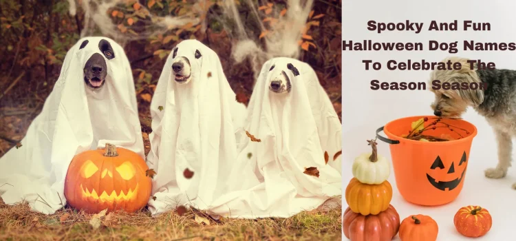 Spooky And Fun Halloween Dog Names To Celebrate The Season