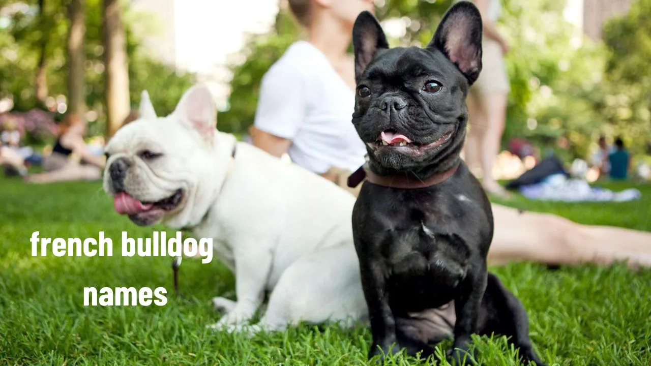 top100-french-bulldog-names-ideas-for-your-beloved-companion