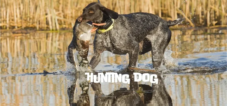 2023 Best Hunting Dog Names Ideas For Your Furry Companion