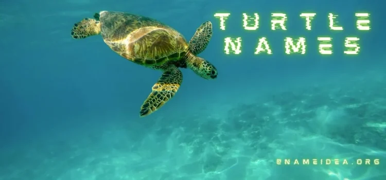 Turtle Names: Top 20 Ideas For Naming Your New Shelled Friend