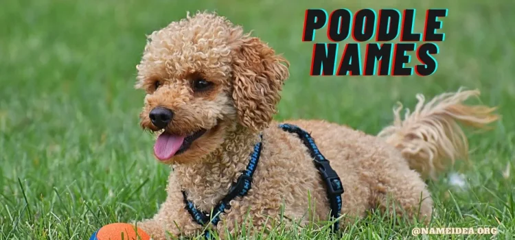 100+ Pawsitively Perfect Poodle Names For Your Furry Companion