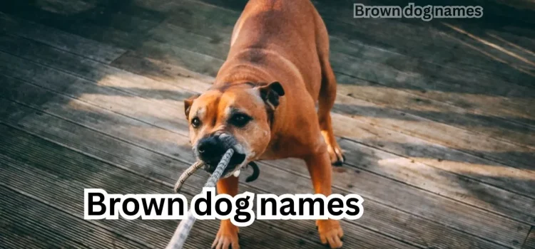 Finding The Perfect Brown Dog Name: Ideas And Inspiration