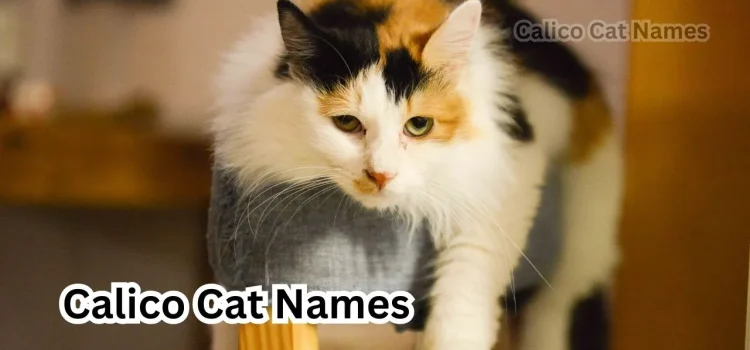 2023 Top Calico Cat Names Ideas to Match Their Multicolored Coats