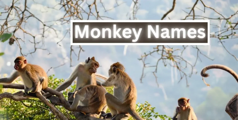 Monkey Names