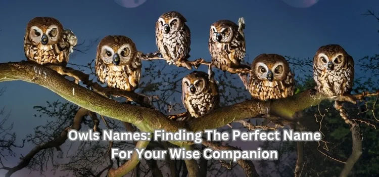 Owls Names: Finding The Perfect Name For Your Wise Companion