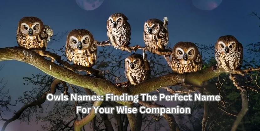 Owls Names
