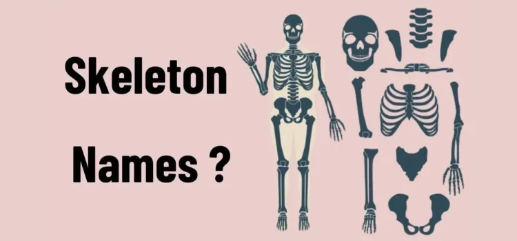 Skeleton Names: Finding The Perfect Name For Your Bony Friend