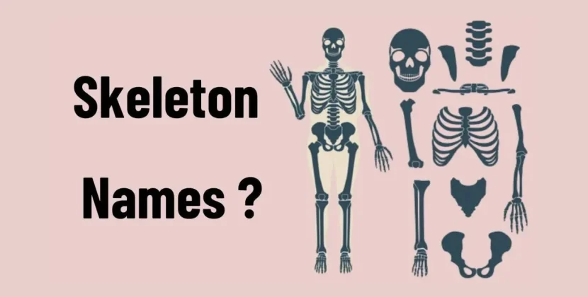 skeleton names