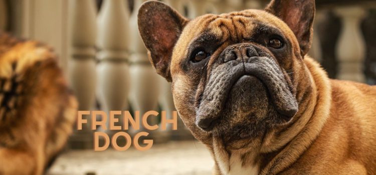French Dog Names: A Guide To Finding The Best Name For Your Pooch