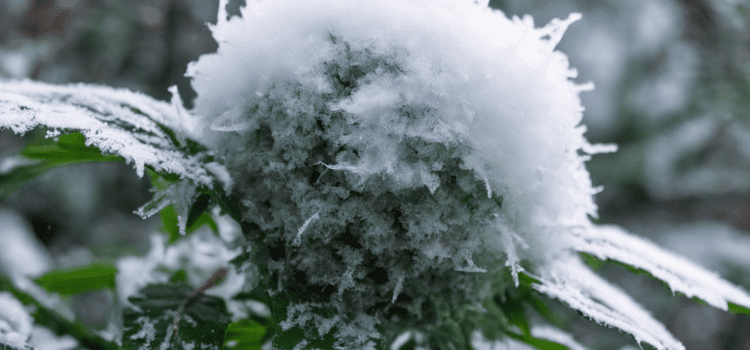 Chill Out with Snowball Strain: A Winter Favorite!