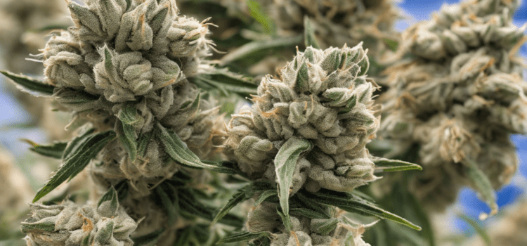 Exploring the Potent Effects of Lambs Bread Strain