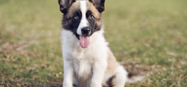 Magnificent Dog Names Beginning With M
