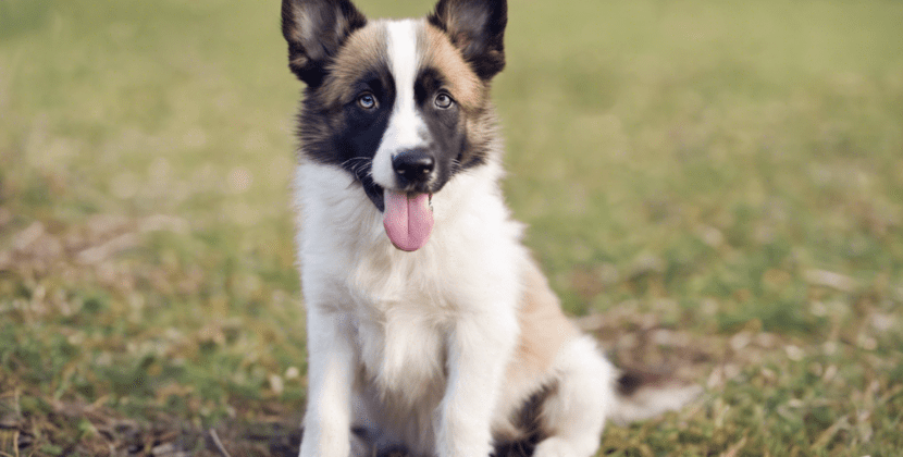 Magnificent Dog Names Beginning With M