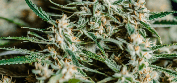 Unlocking the Potential of the Money Maker Strain